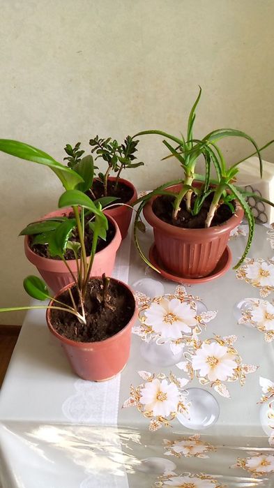 Продаются комнатные растения