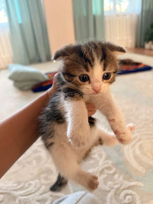 Отдам Котят  Девочки
