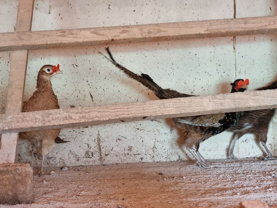 Fazani tenebros si roscati