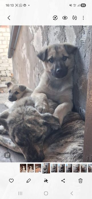 Отдам щенков мальчиков