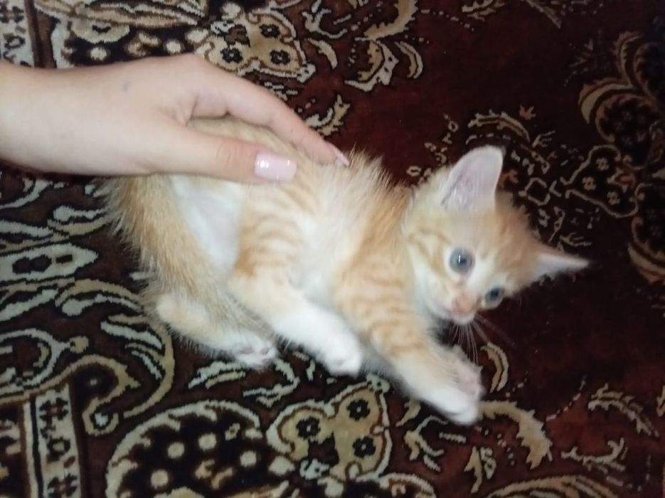 Котята даром , 2 месяца