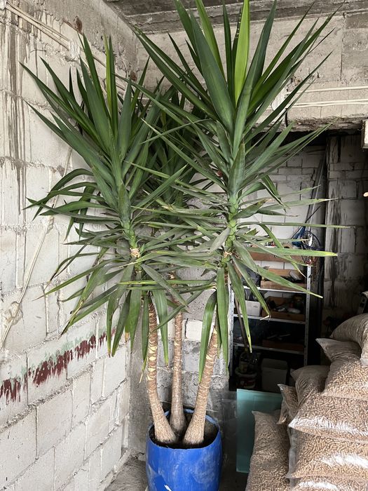 Саксиено цвете- ПАЛМА