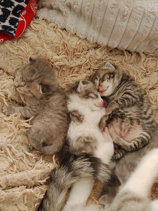 Вислоухие котятки - бронь!!!