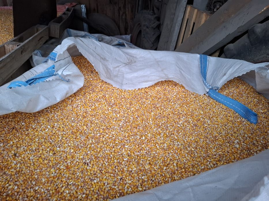 Vând cereale ovăz negru, grau