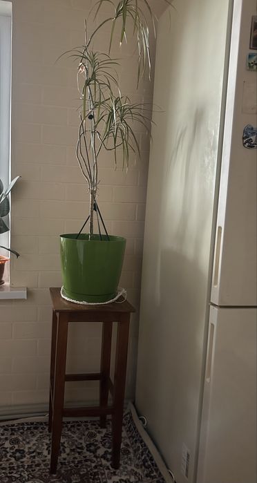 Цветы комнатные