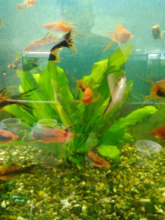 Продам рыбок меченосцев