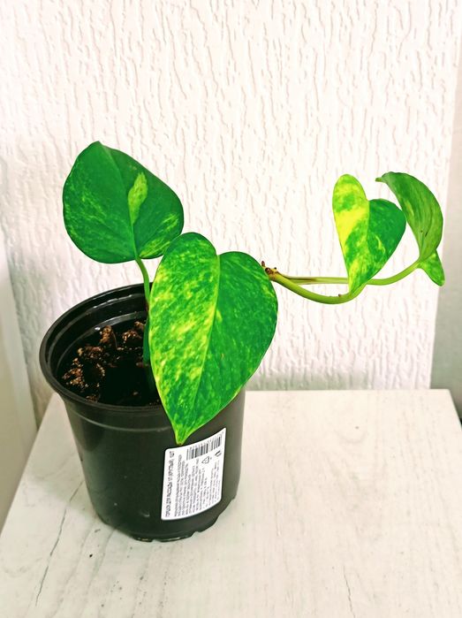 Комнатные цветый разные 1000