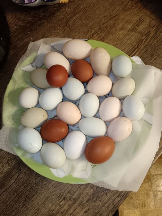 Oua de gaina de consum sau incubat