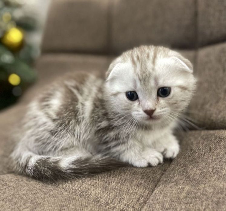 Кот для вязки. Скоттиш фолд.
