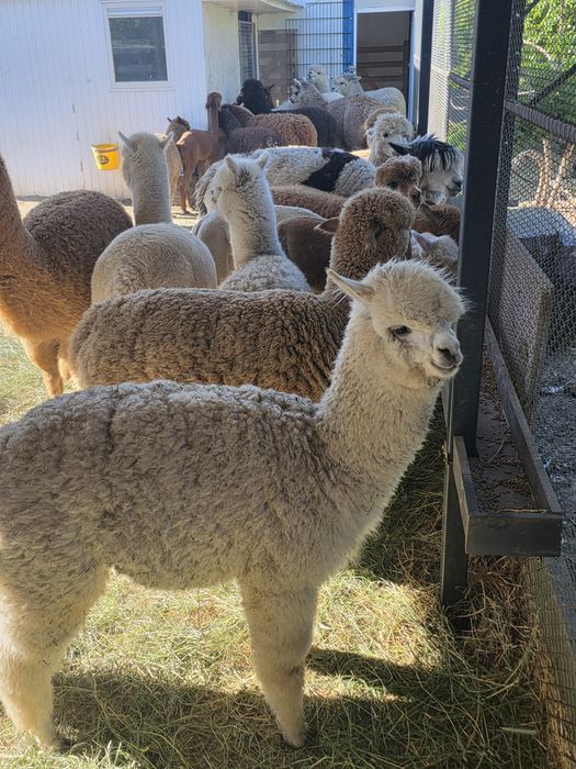 Vând alpaca animale de companie