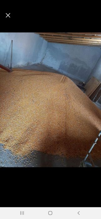 Porumb pionner recolta  2025