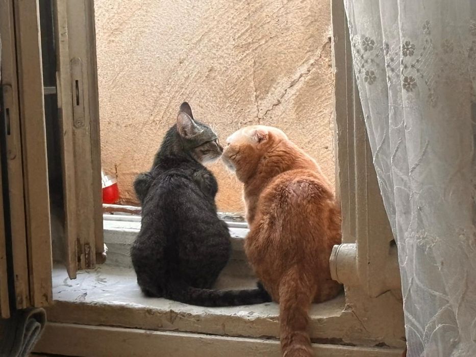 Продам котят Вислоухие