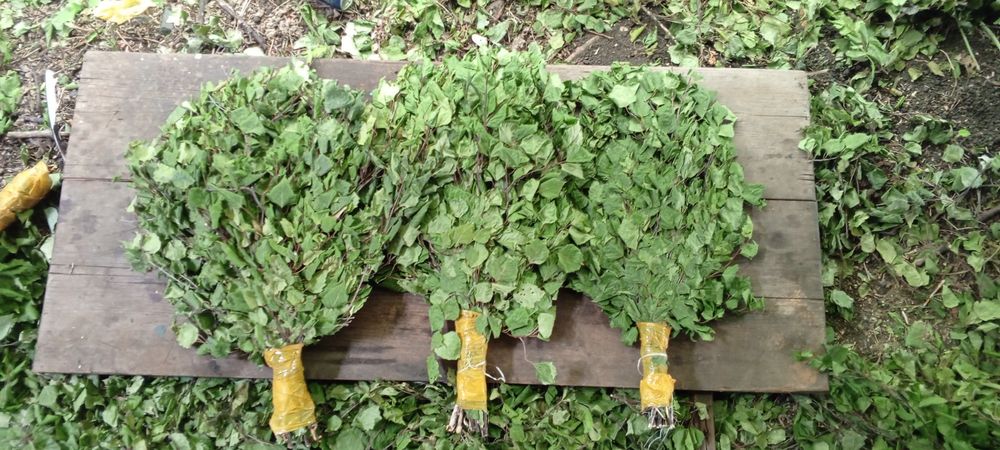 Веники берёзовые