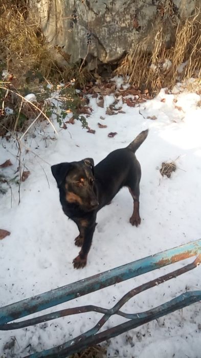 Яг-терьер сука подрощенная