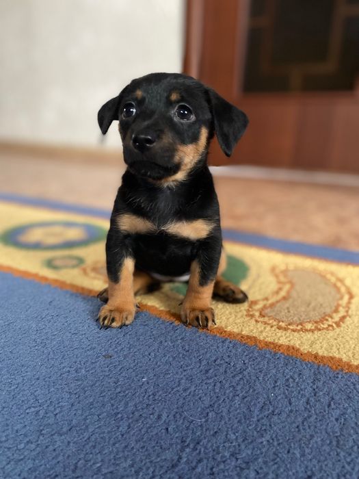 Продам щенка, той терьер пинчер