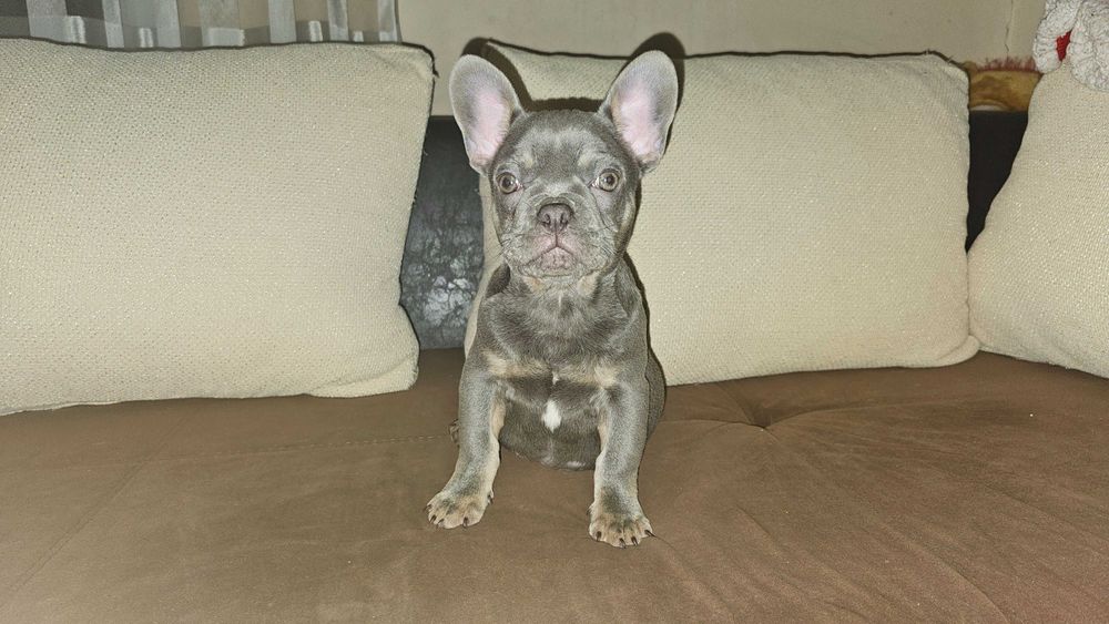 френски булдог .