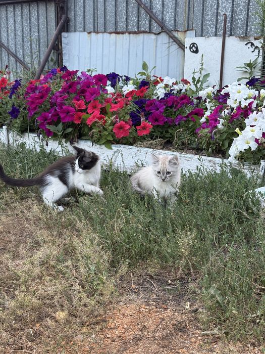 Отдам котят бесплатно мальчик и девочка