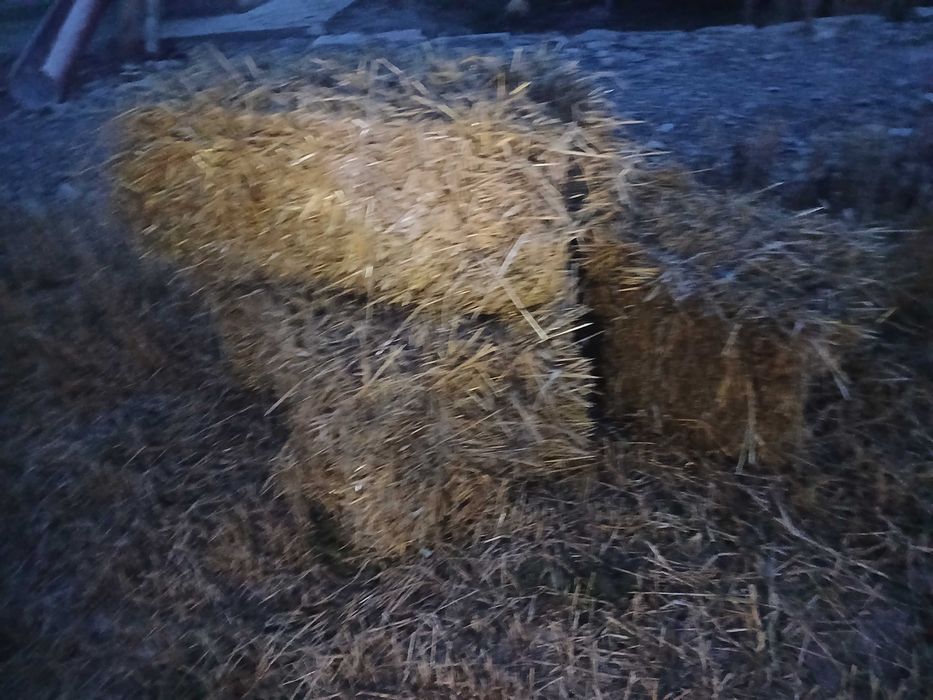 Vând baloți de orzoaică