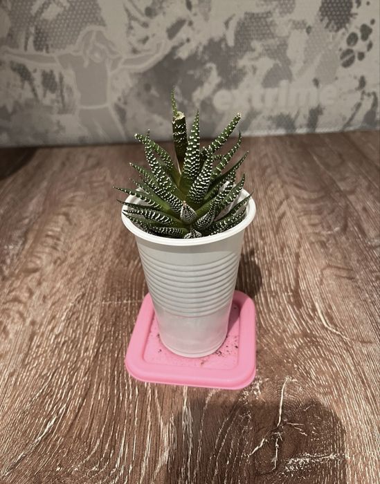 продам комнатные растения