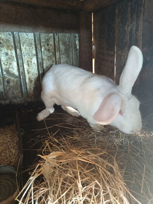 Продам молодых кролов и крольчих