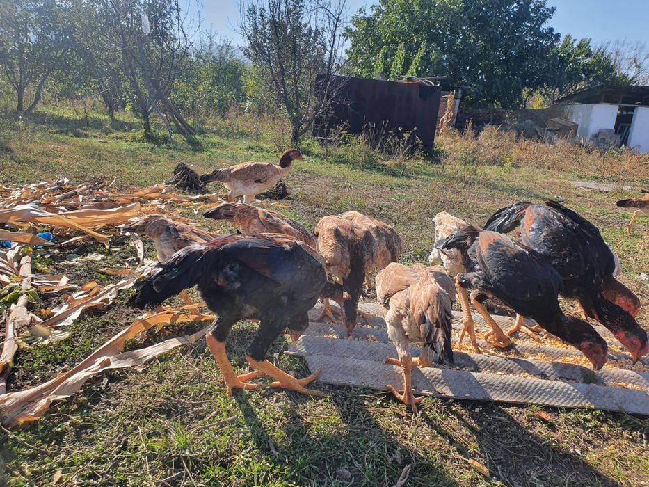 Продам курей даканов