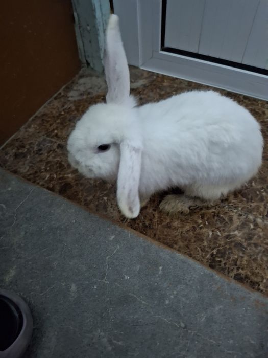 Karlik baran quyonimizni sotamiz.UXOJENNIY quyon