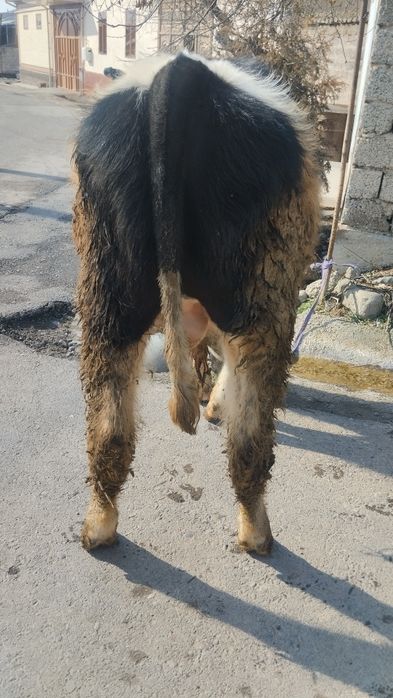 2 ta gibrit buqalar sotiladi yeb ichishlari zur