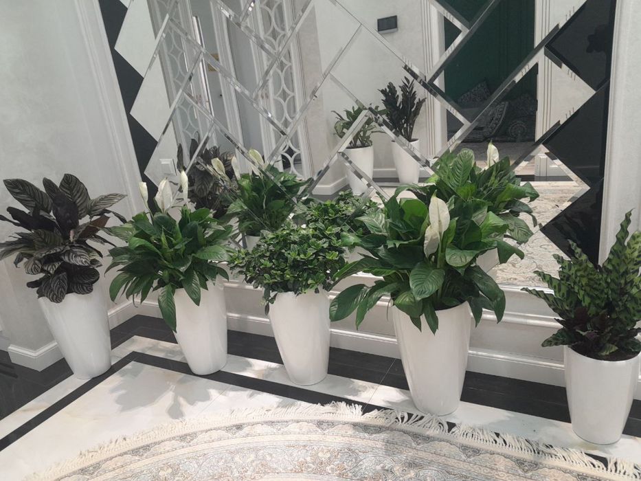 ЦВЕТЫ ОФИСНЫЕ, Офис гуллари, Комнатные растения