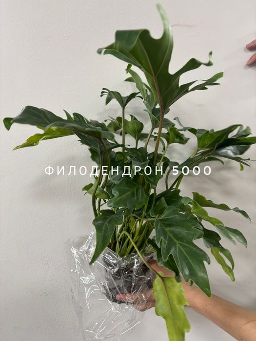 Комнатные растения