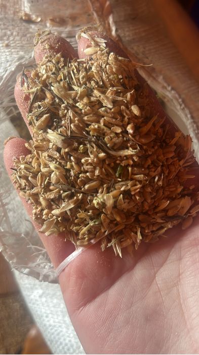 Зерноотход, пшеничная сечка