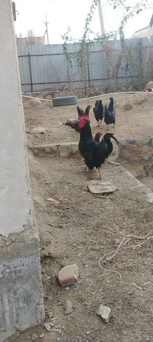 Соглом бакувват товуклар сотилади