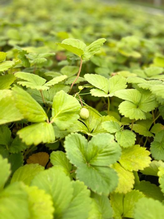 Stoloni Căpșuni Remontanți Amandine – Producție Continuă