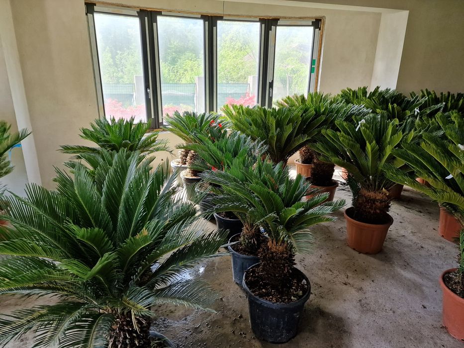 Lamai, portocali, mandarini, palmieri, maslini, plante exotice, cycas
