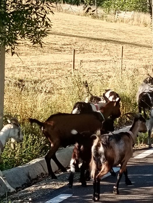 Vind urgent capre tinere și bune de lapte