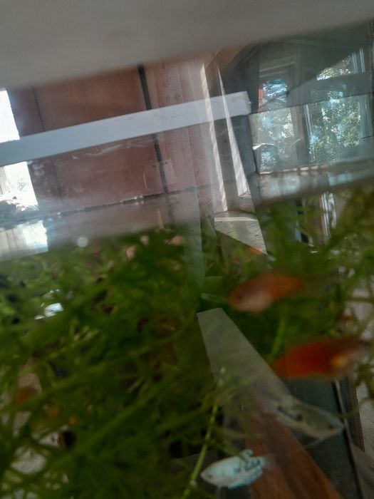 Аквариумные рыбки