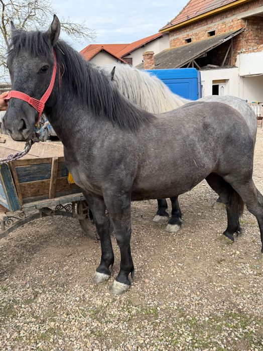 Mânză Sura de Vânzare