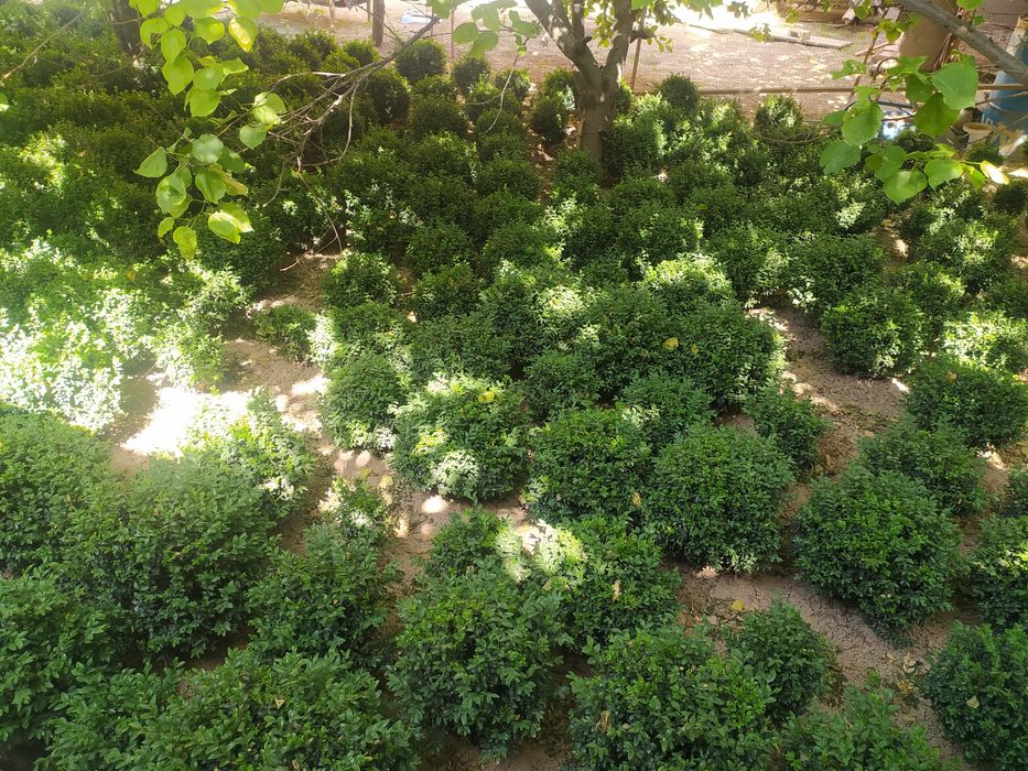 Shamshod ko'chat sotiladi