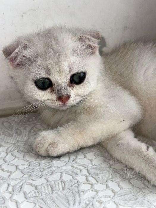 Котята от чистокровных родителей