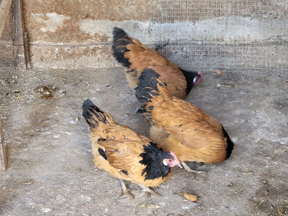 Куры породы  форверк