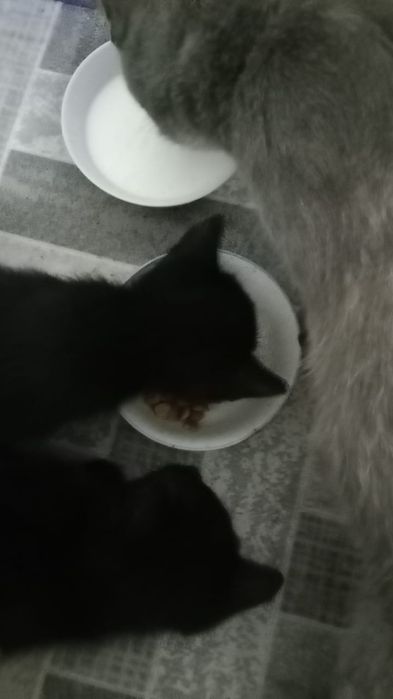 Продаю катят одного за 6000