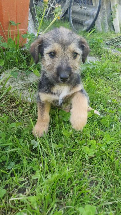 Ofer spre adopție cățelușă, metiș din rasa Airedale Terrier.