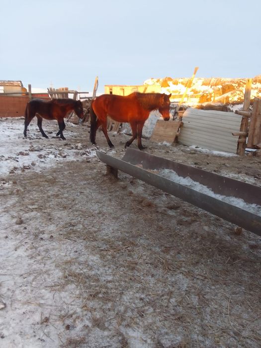 Бие сатам кулын ургашы