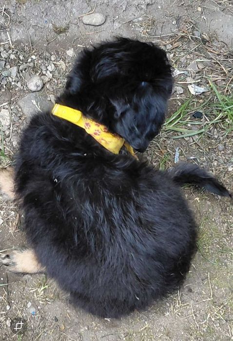 Catelus metis pentru adoptie