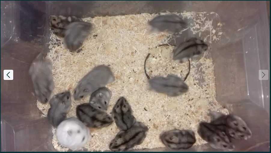 Хомячки-джунгарики.