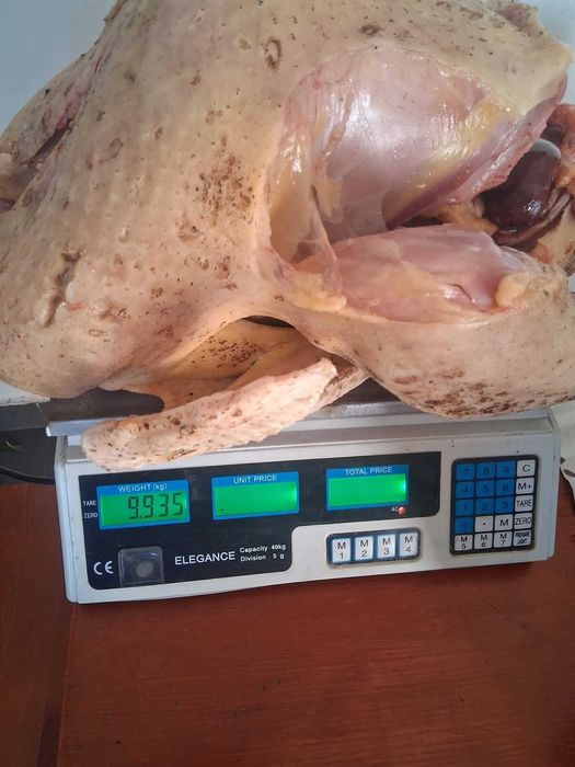 Oua curca consum/incubat american sălbatic