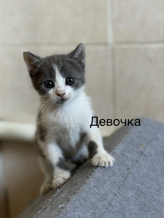 Котята 1,5 месяца