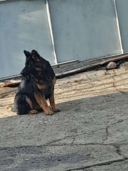 Щенки немецкой овчарки