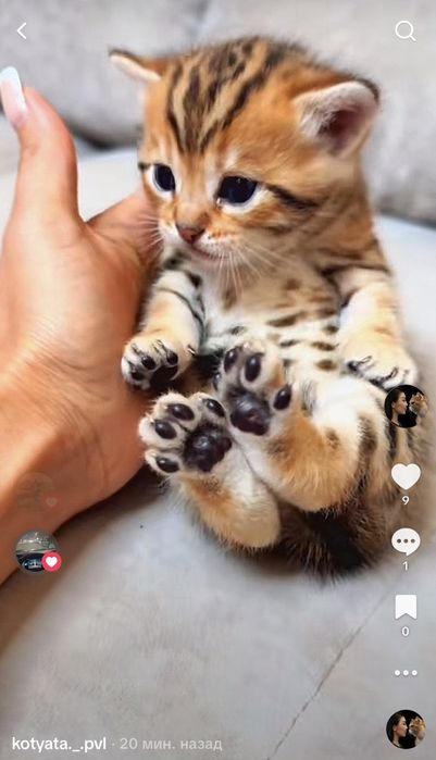 Бенгальский котенок