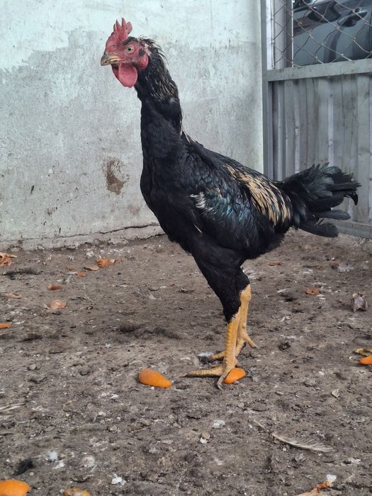 Шолпан қораз сатылады. Обмен.