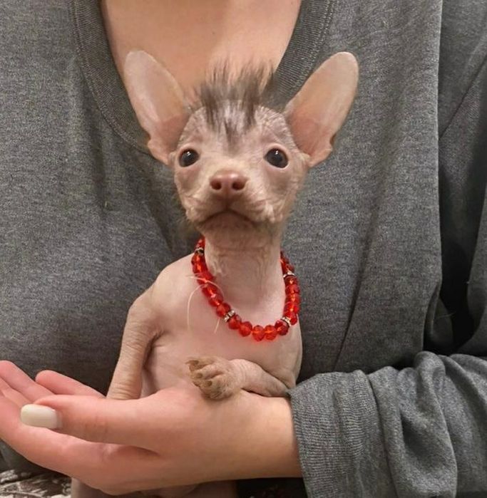 Передержка домашних любимцев